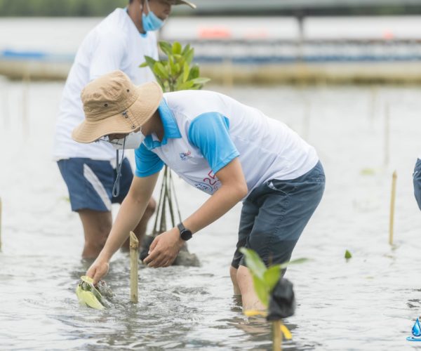 Vital, International Mangrove Conservation Day 2021