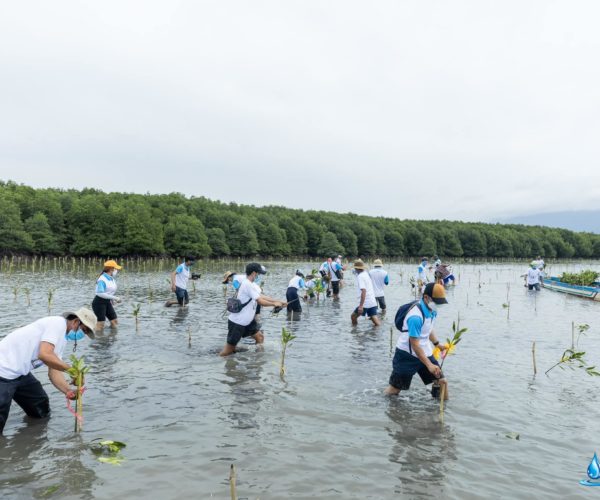 Vital, International Mangrove Conservation Day 2021