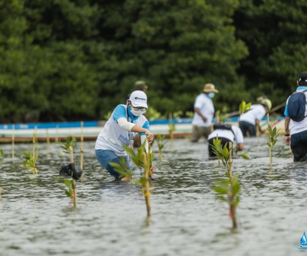 Vital, International Mangrove Conservation Day 2021