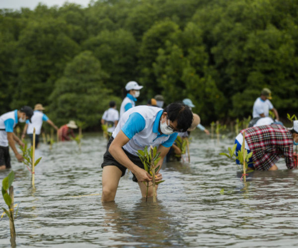 Vital, International Mangrove Conservation Day 2021